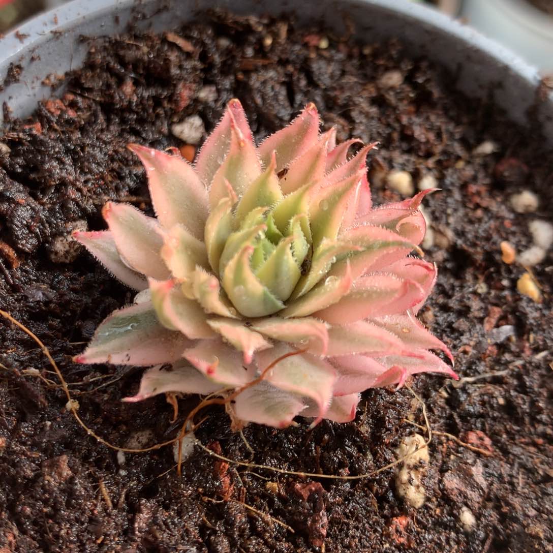 长生草锦j j j j j j j j l