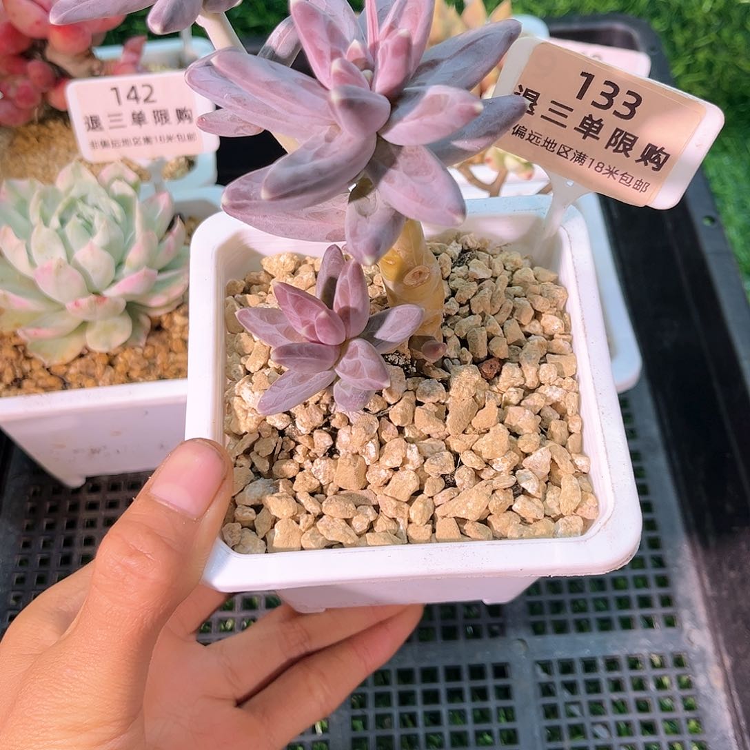 卉森精品多肉编号133