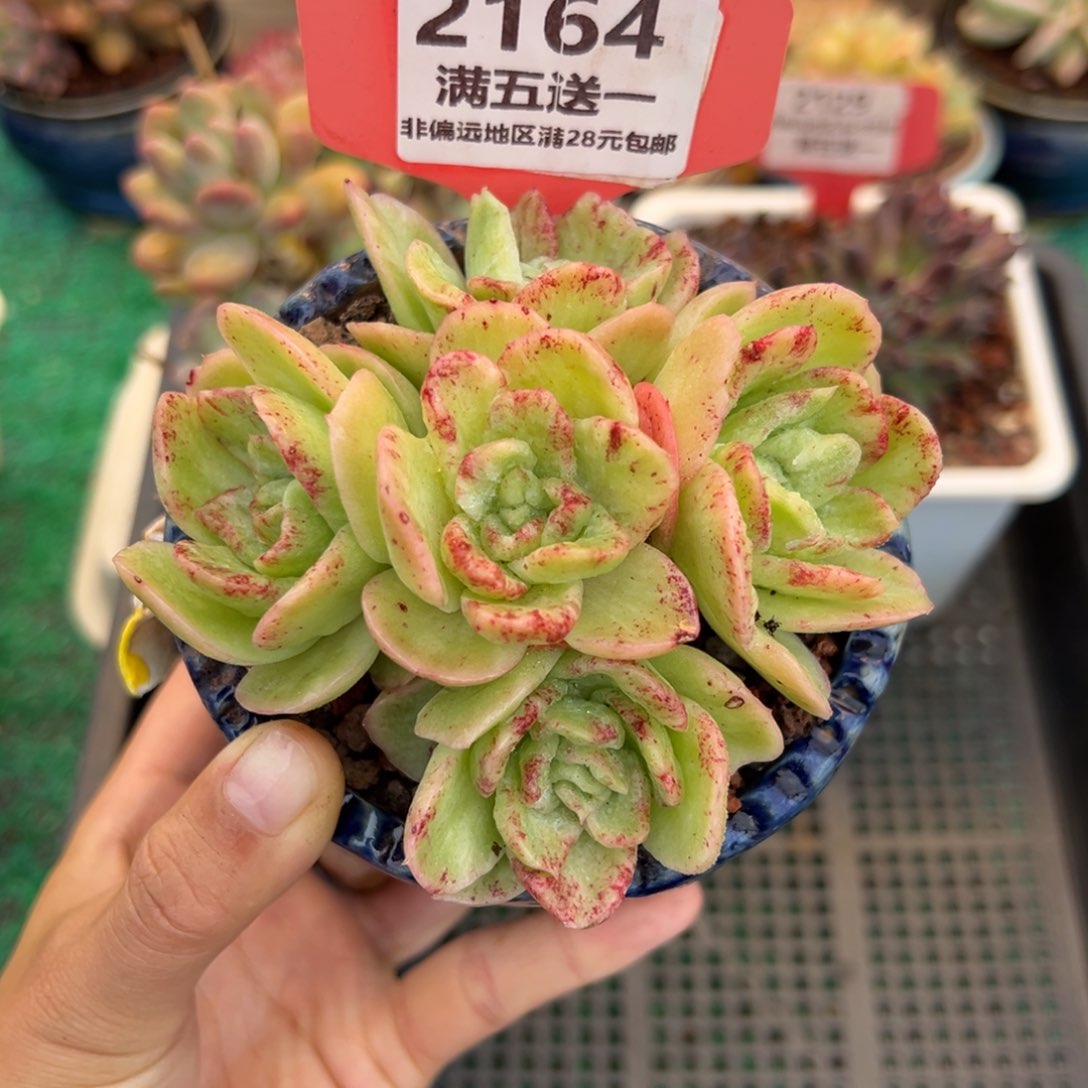 表妹精品多肉2164. 