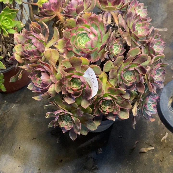 万花筒多肉断头不包2673