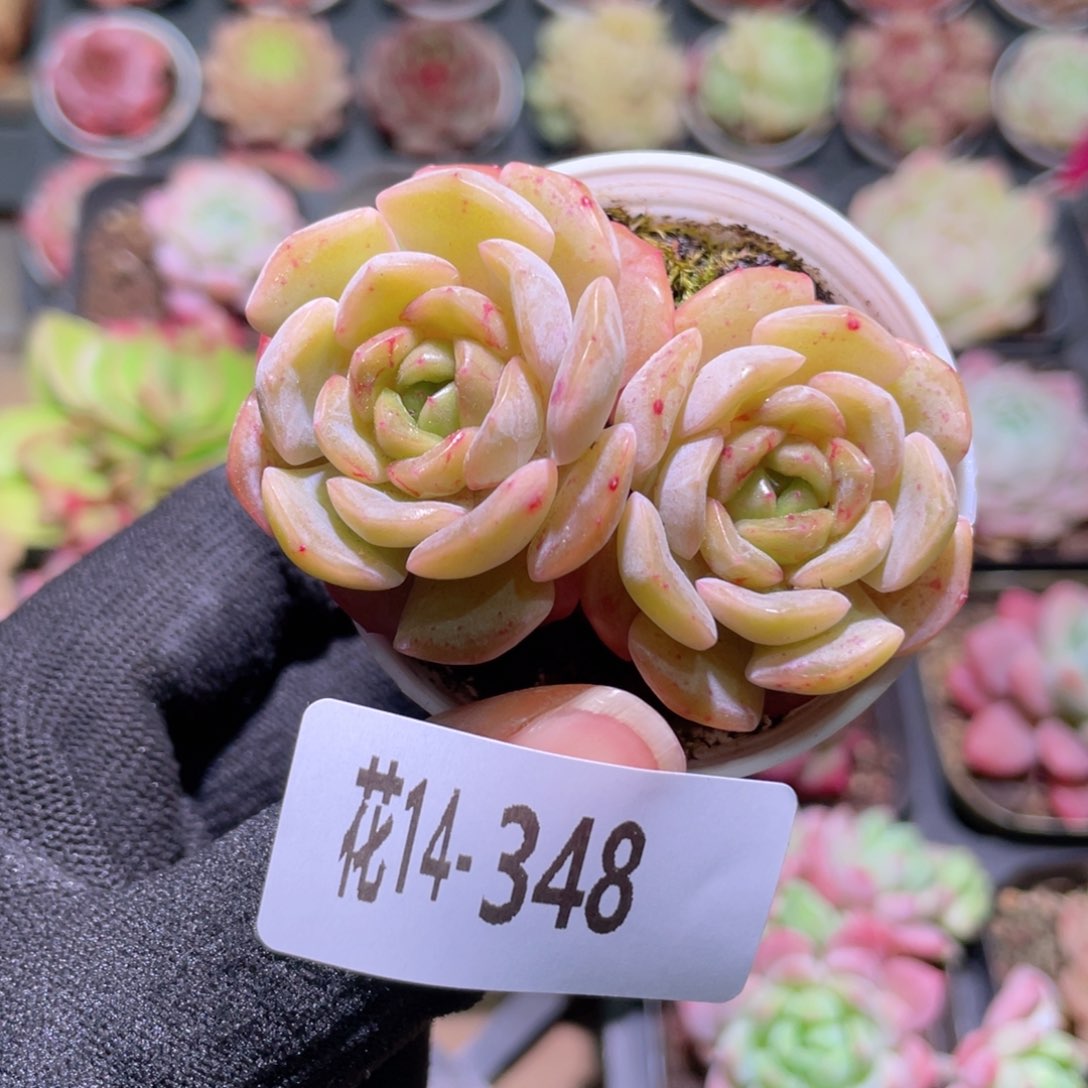 花利美14-348容晶