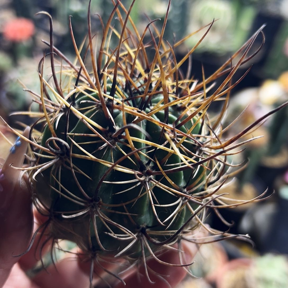 狂风仙人球111111111111