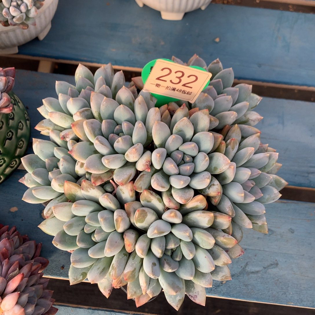 宽叶奶糖无砍平头232