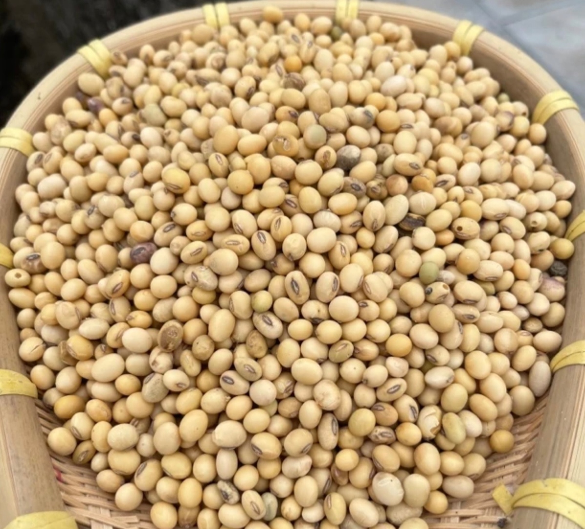 贵州 务川 本地小黄豆农家种植2025年新黄豆打豆浆专用黄豆5斤装