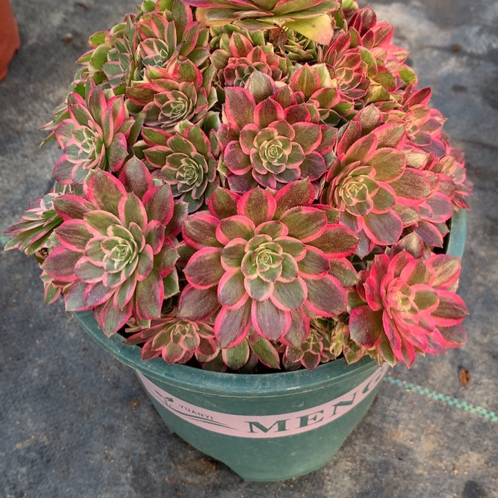 260孔雀翎多肉植物特价