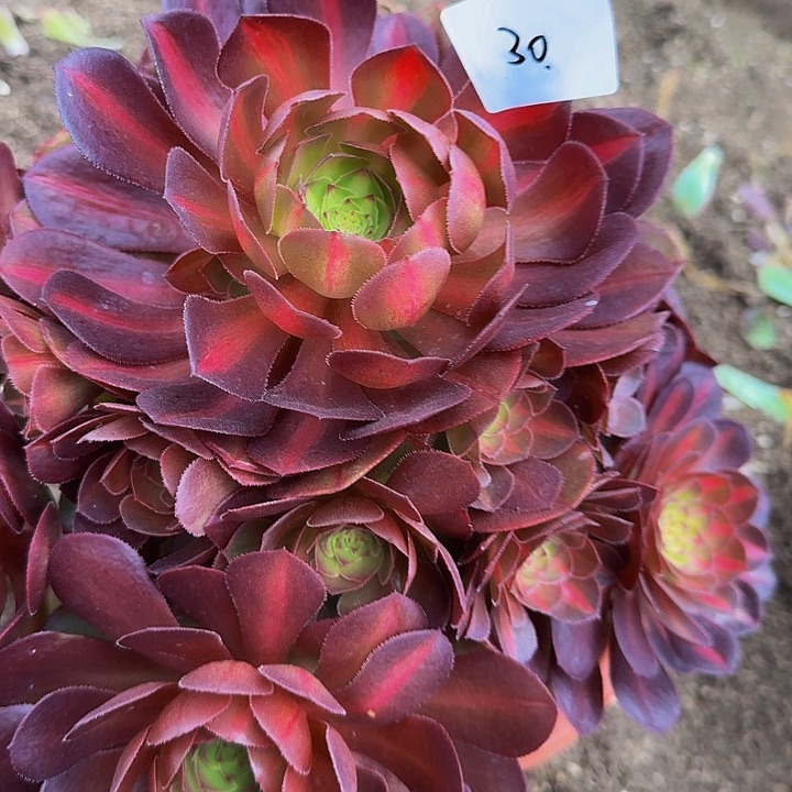 用****0精品海王七彩捧花福利30