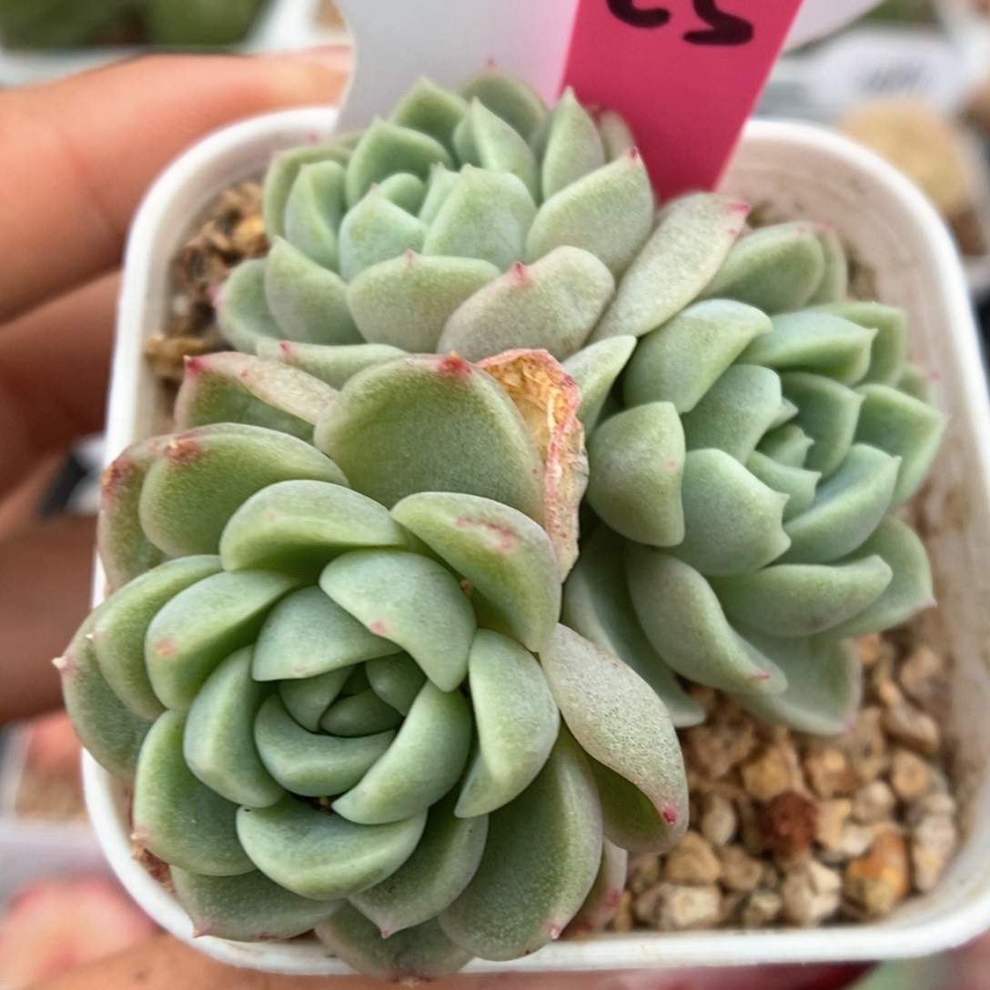 财富密码群生可拍746号