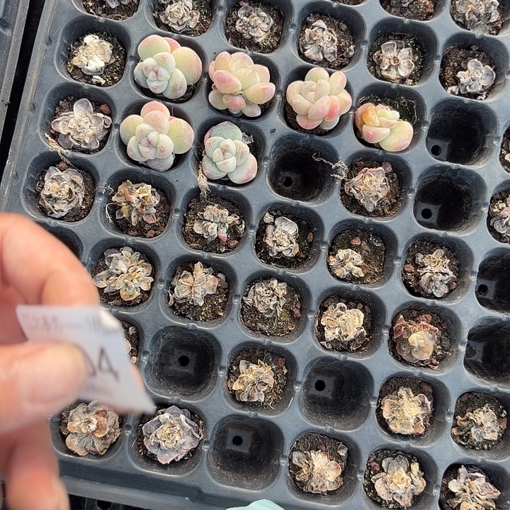 A***姐404 号到手1框一物一拍