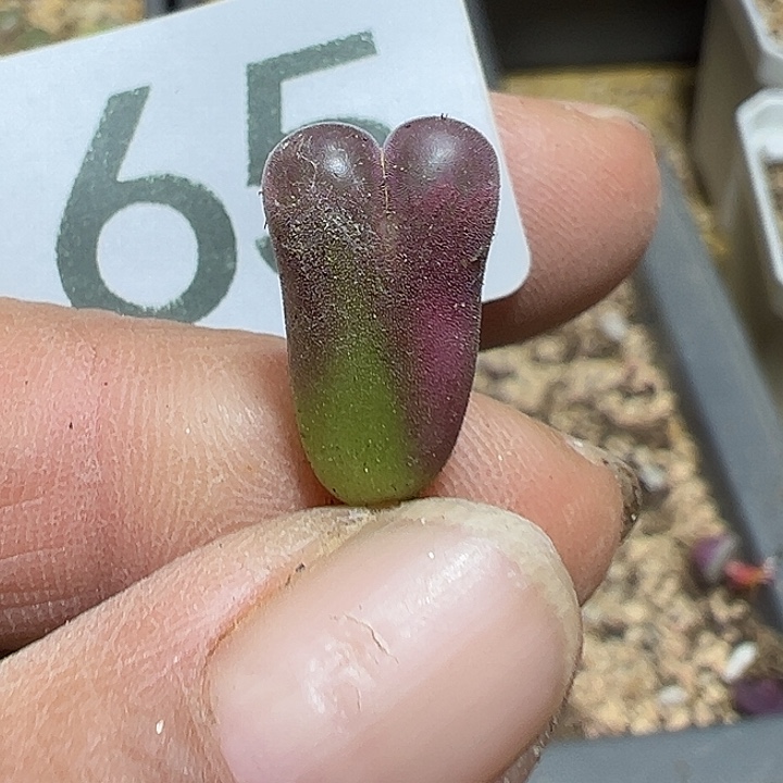 165号特价风铃多肉植物