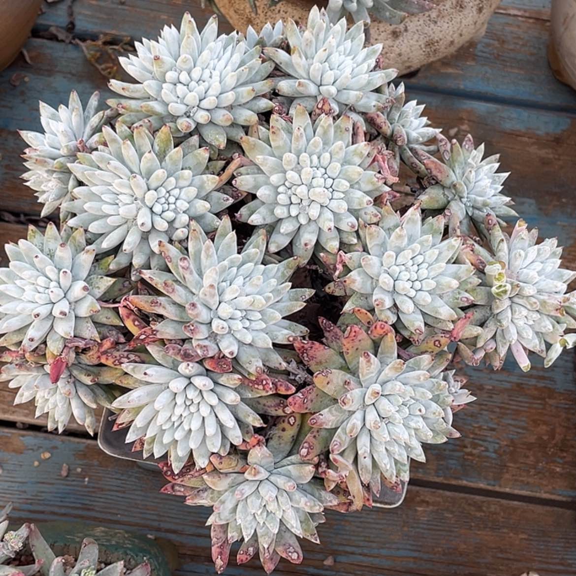 【闪购商品】白姆杂法瑞