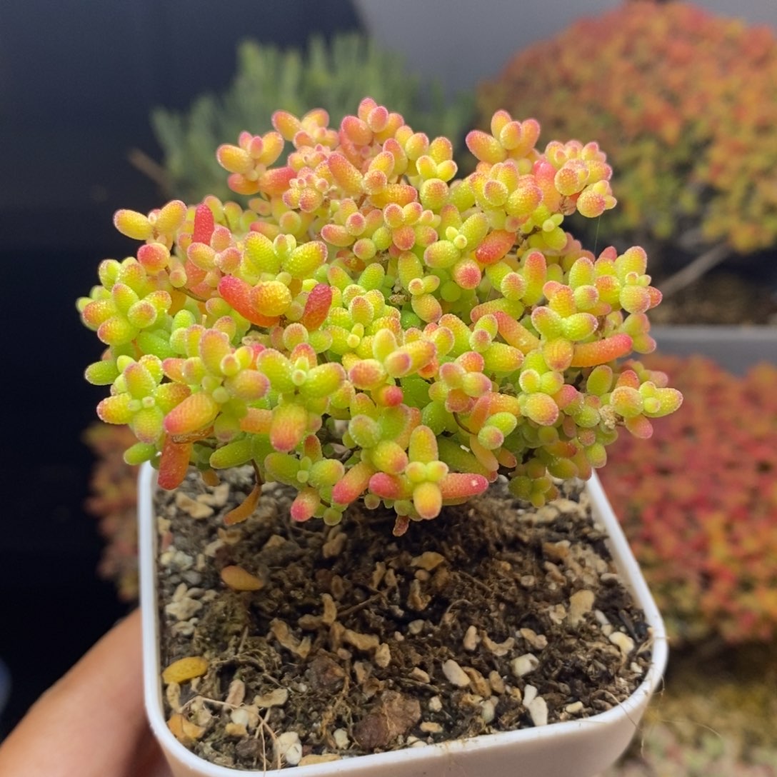 无花朵65号蜜橘糖球枝干