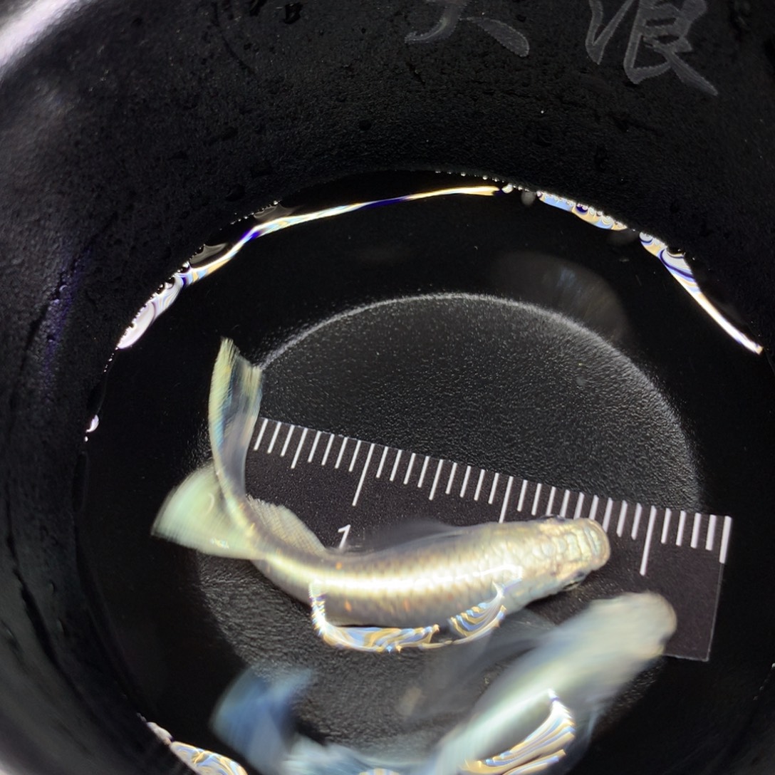 青鳉鱼大浪的青鳉鱼012