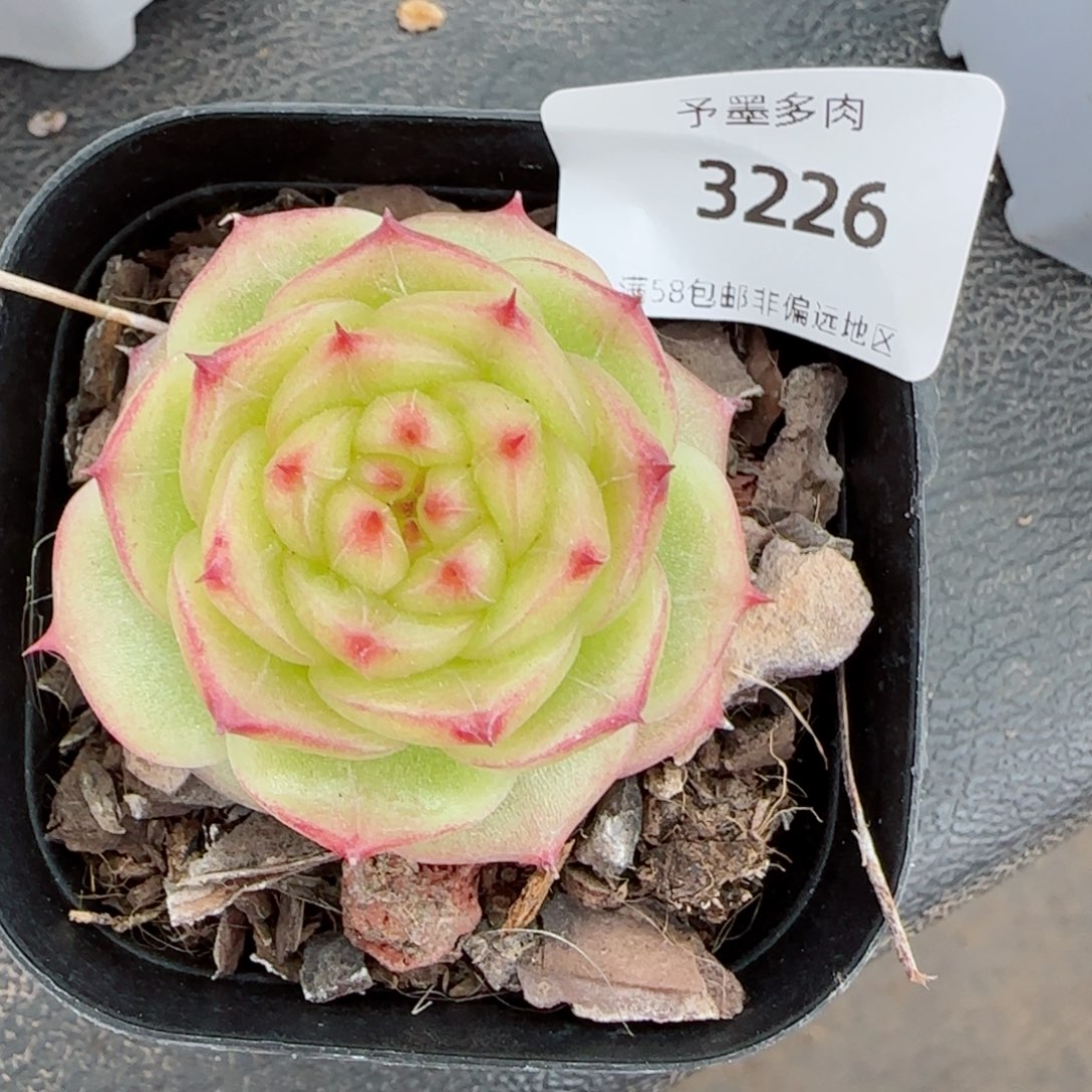 绿透珍妮，3226多肉