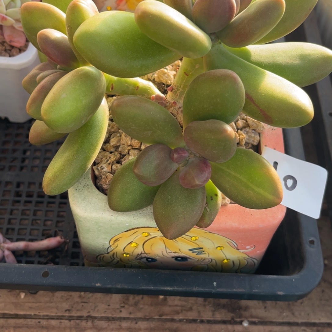 圊***懷12.31-10芒果奶111111111