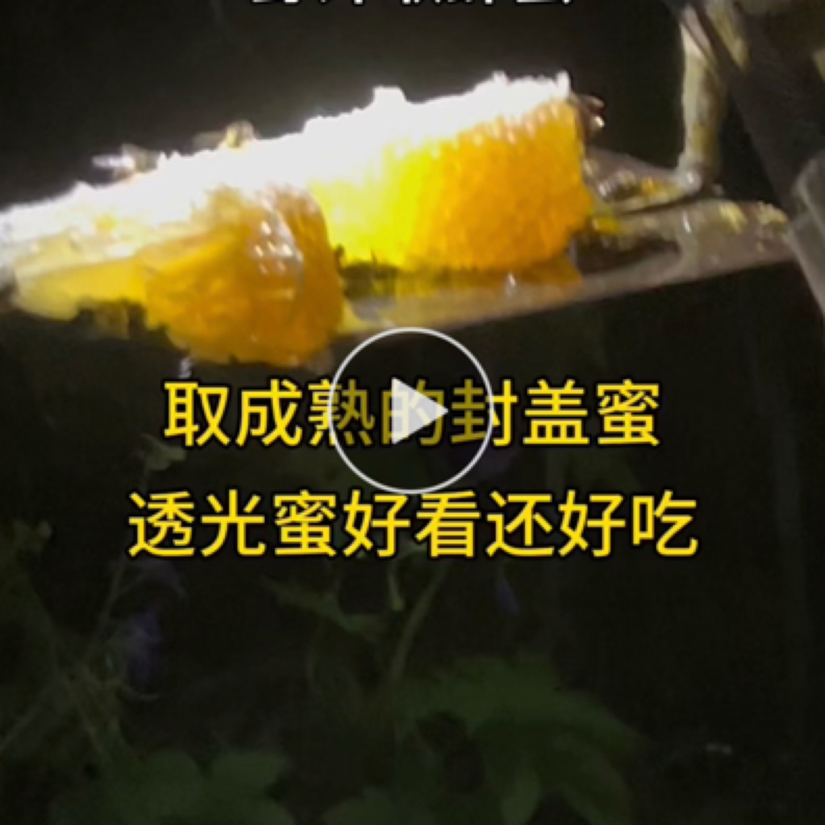 神农架林区2025槐花蒲公英果树花蜜板栗蜜净蜜假一赔十