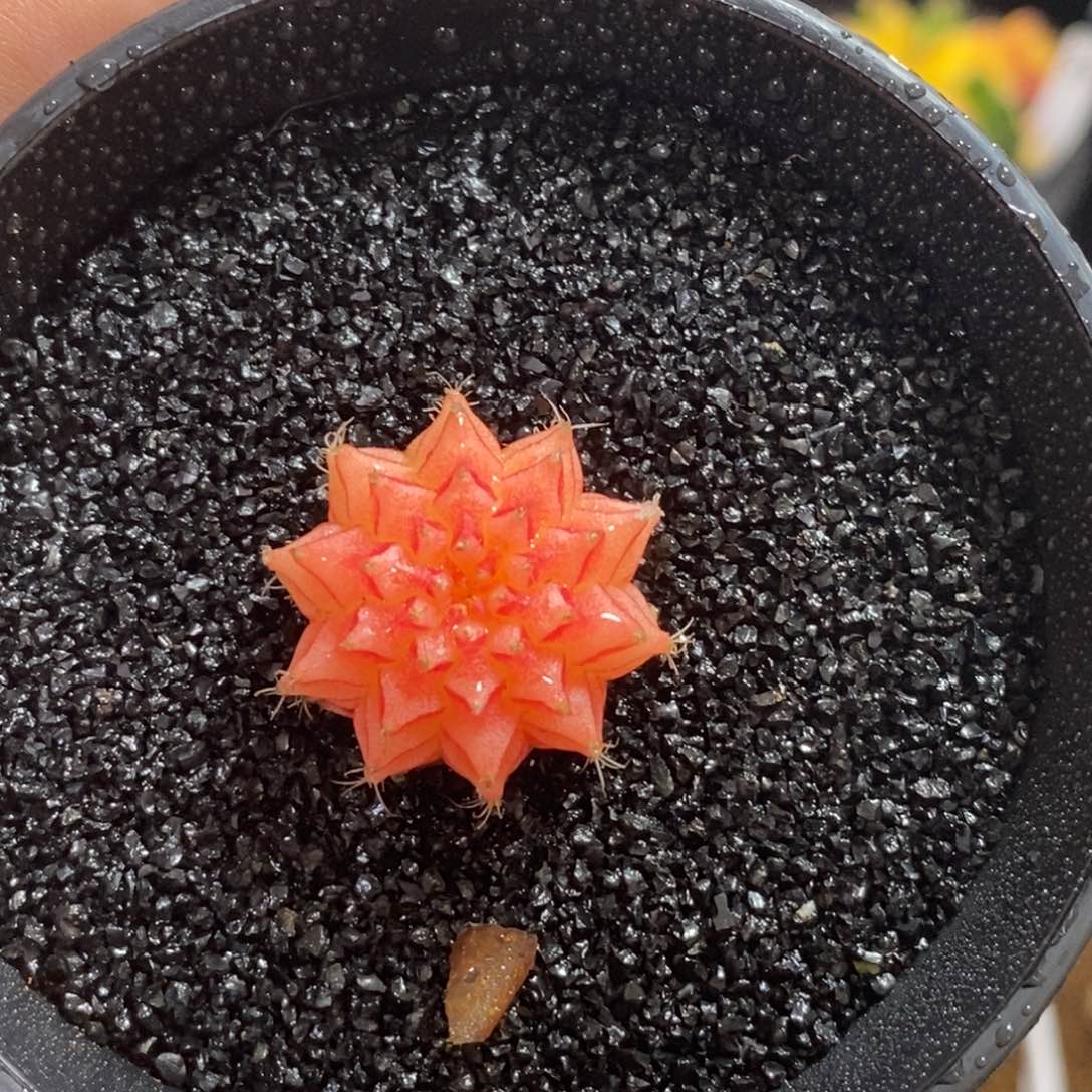 精品米哈—脱土发货30