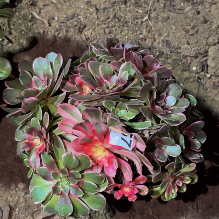 857摇光多肉植物不售后