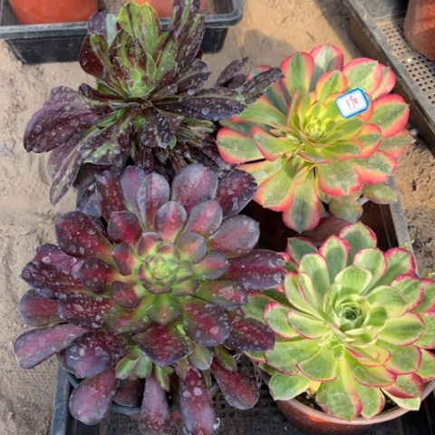 190多肉植物组合