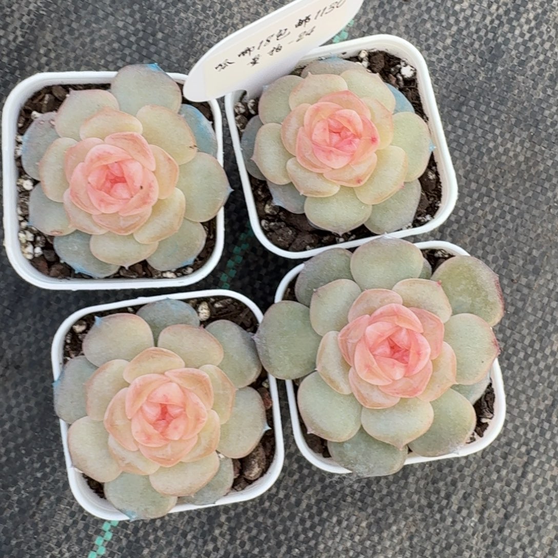 1130-024-抚云一颗量拍