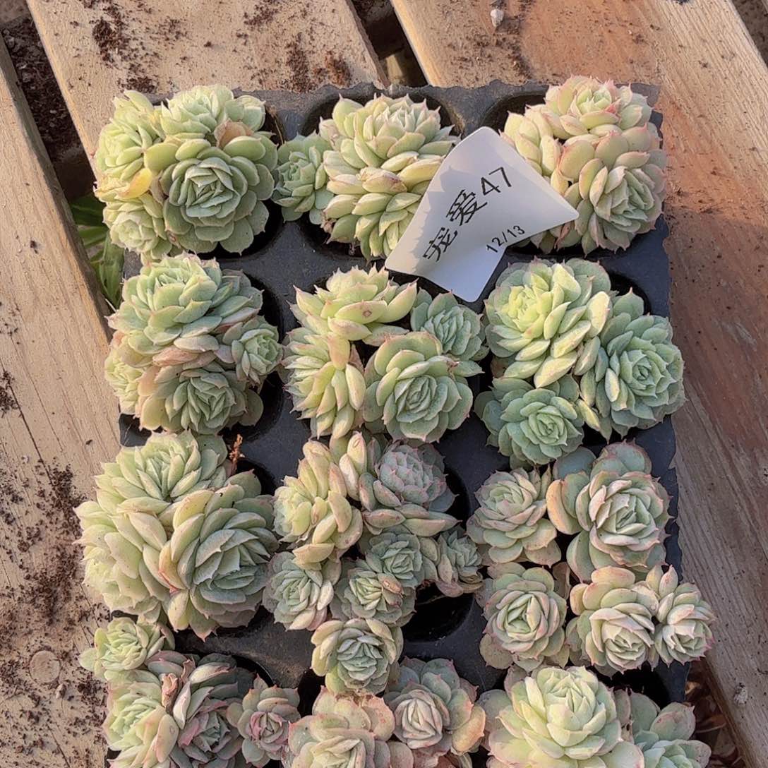 胖***嘟直播福利一物一拍47