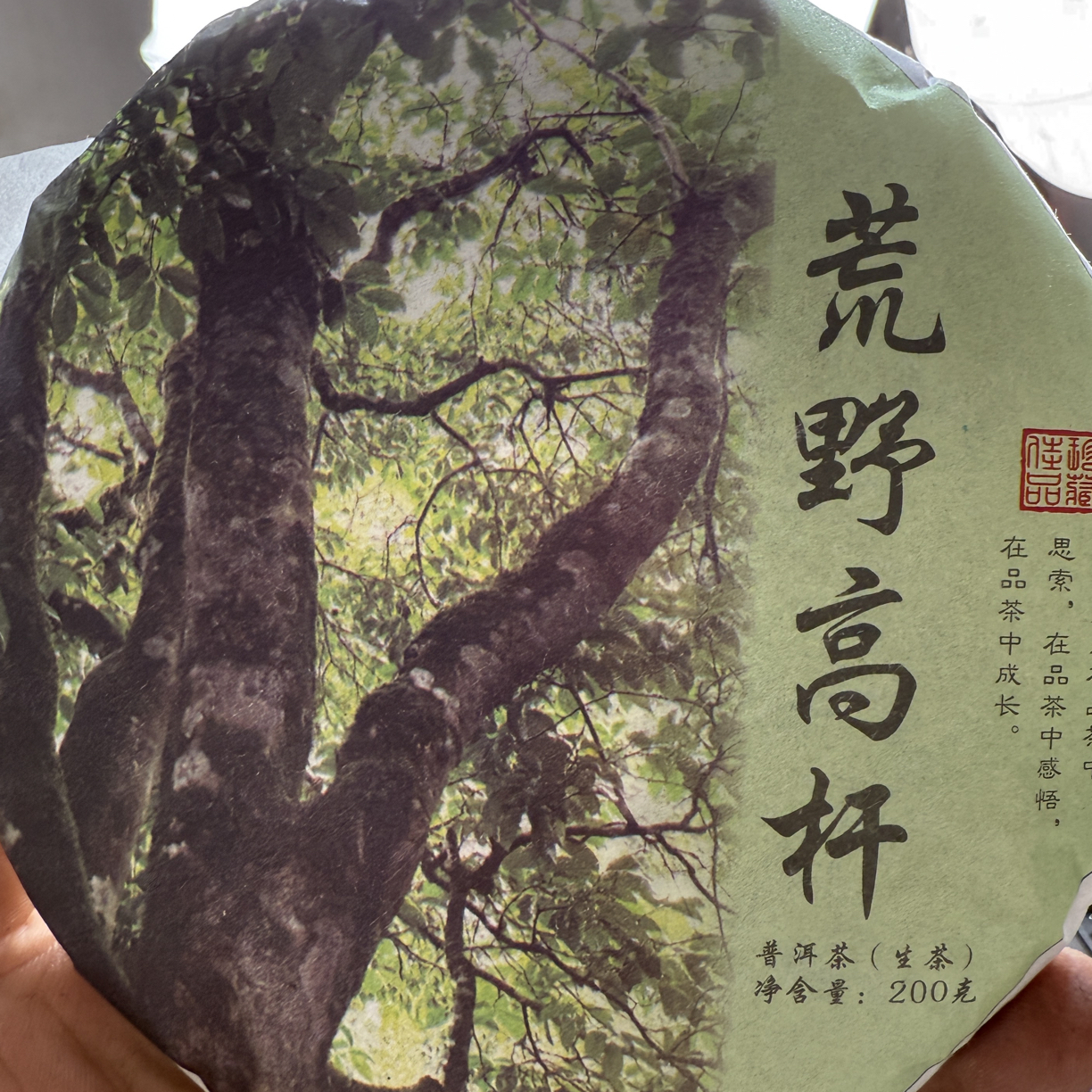 【临沧凤庆】普洱生茶古树挑采科属【大理山茶科】