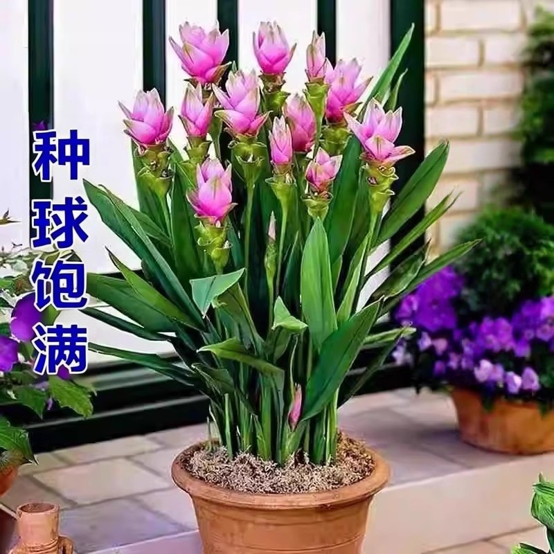 姜荷花卉绿植姜荷花种球盆栽花种子球根植物花卉绿植盆栽耐热阳台