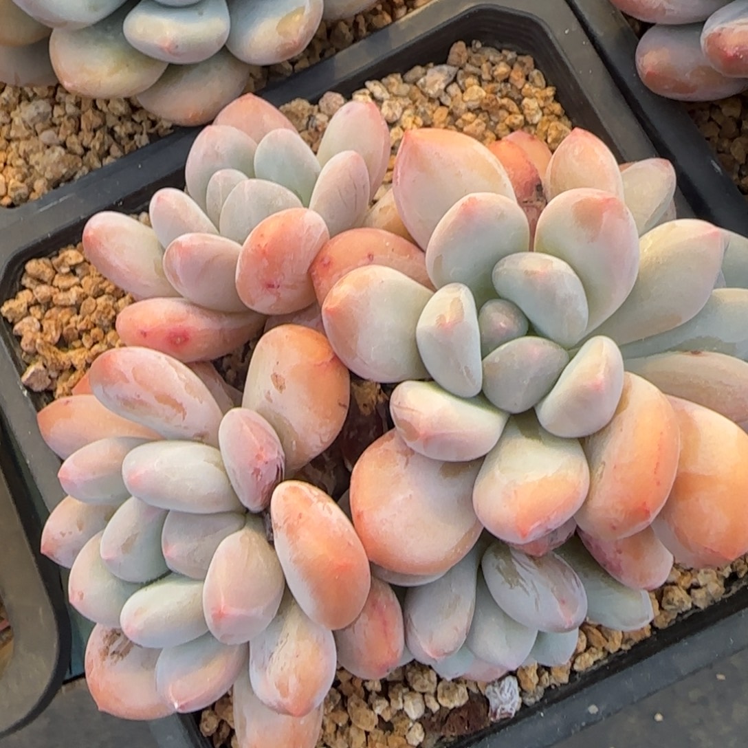 多肉植物一物一拍