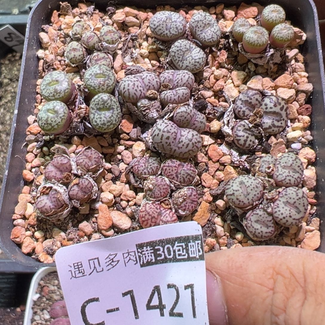 多肉植物111111111111
