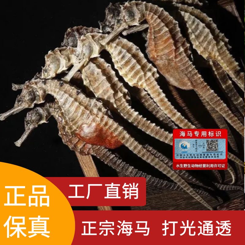 【鲜活海马晾晒】足干海马干货可煲汤泡酒专用中药材炖汤食材带溯源