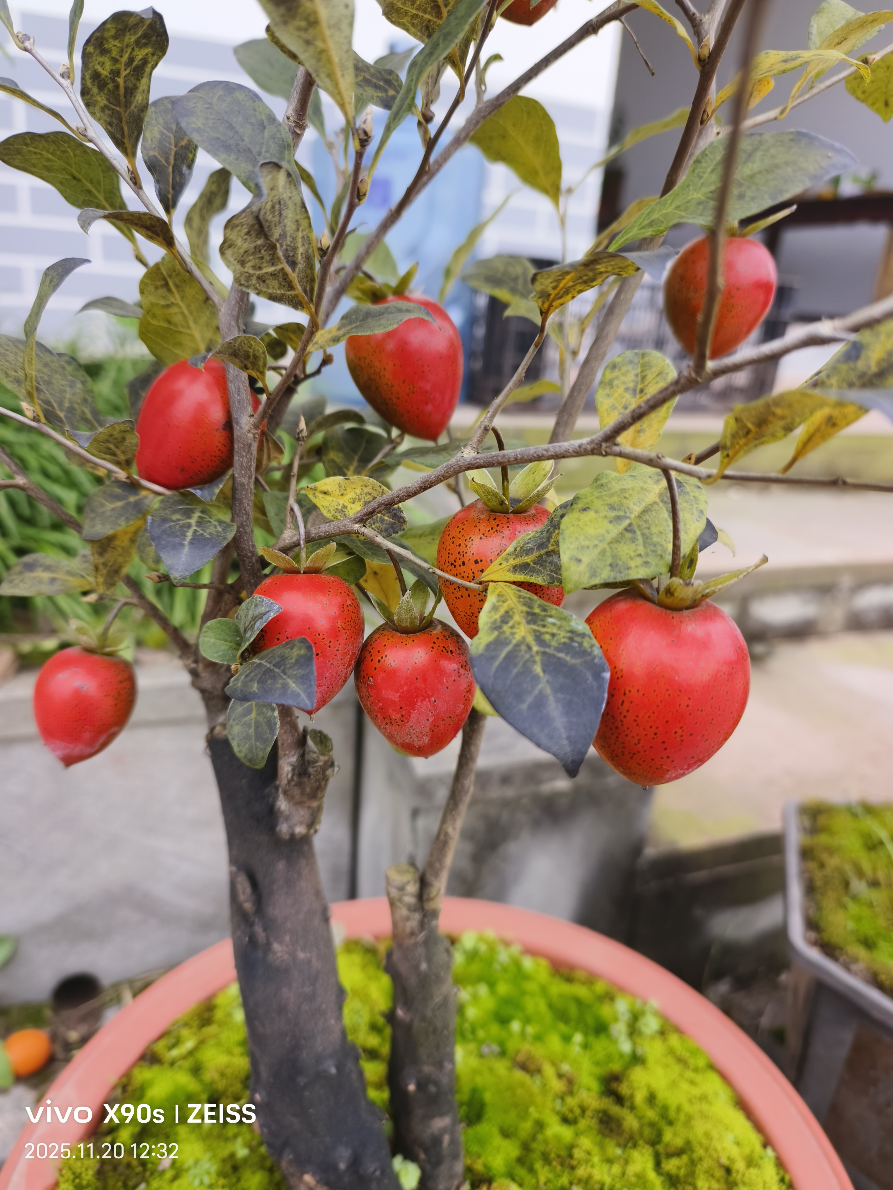 老鸦柿——天王嫁接苗