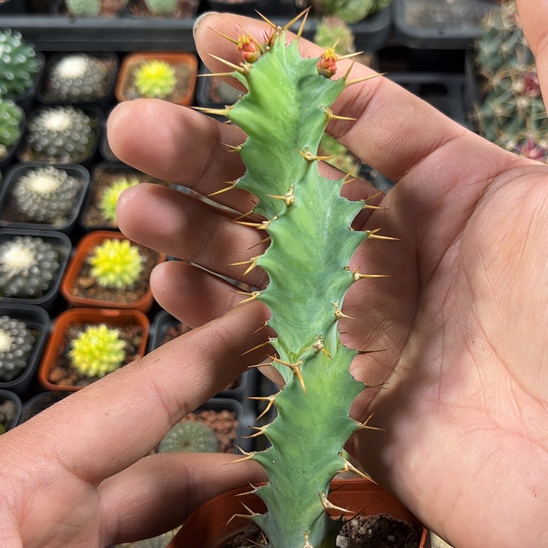 旋转麒麟单头发货单头发