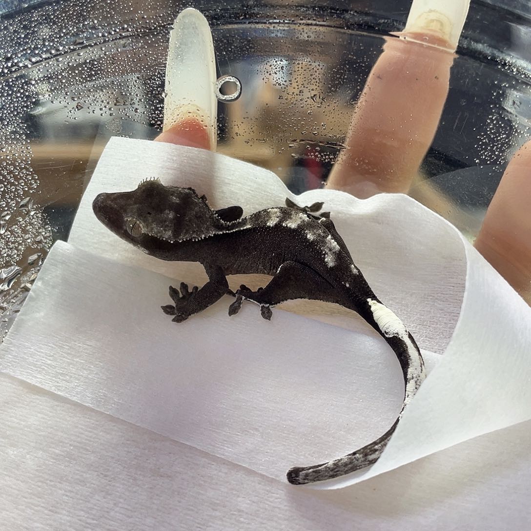 睫角守宫cappax2g