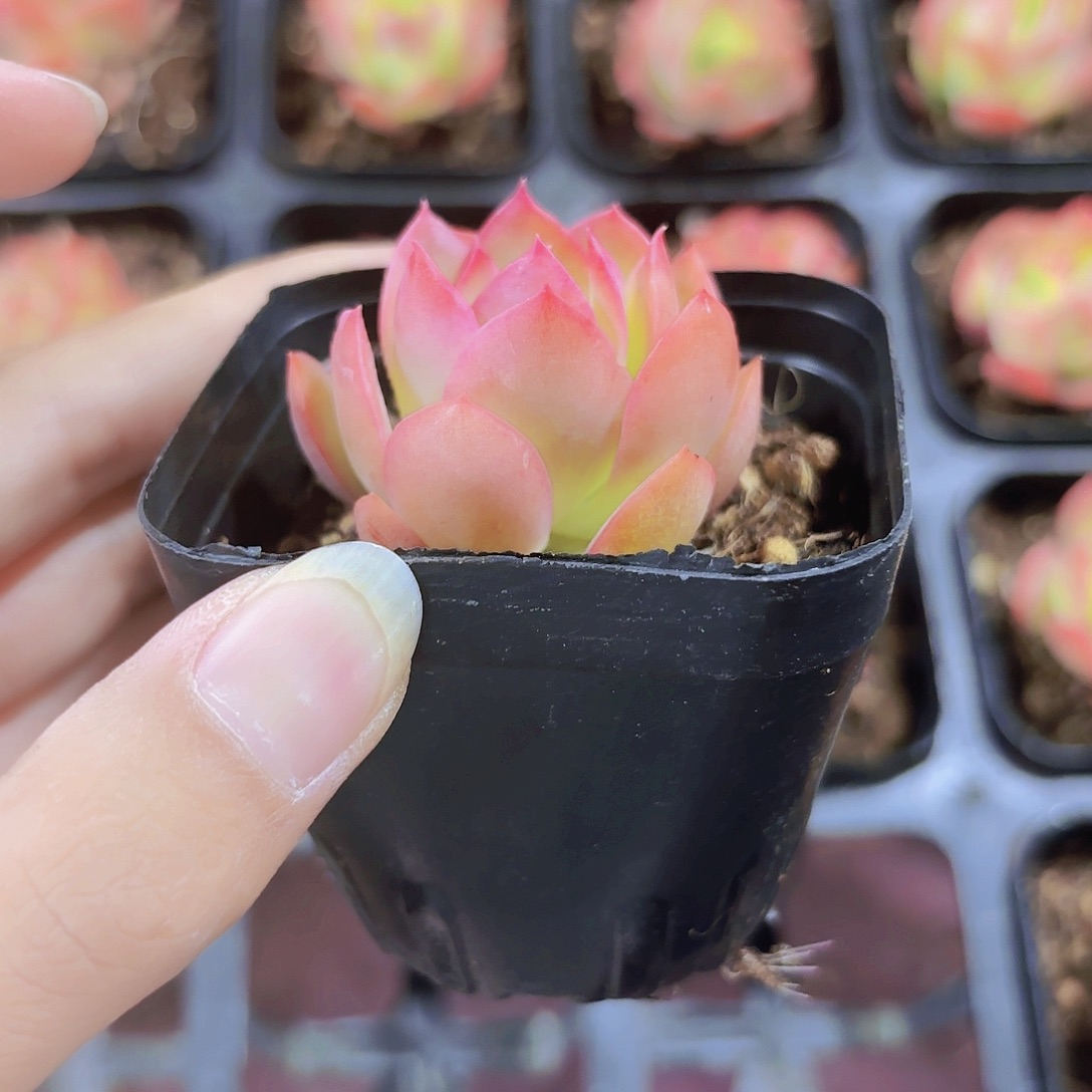 精品绮罗多肉植物