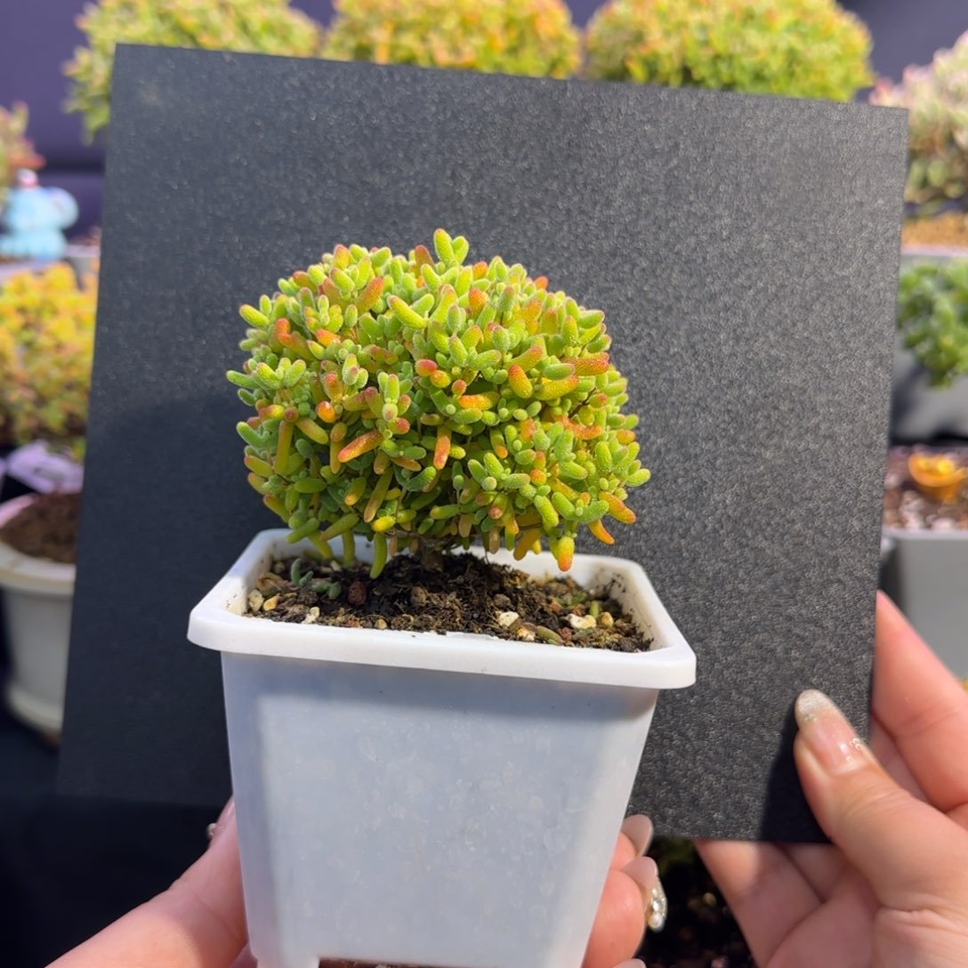 dy0753蜜橘精控彩虹色冠服7cm