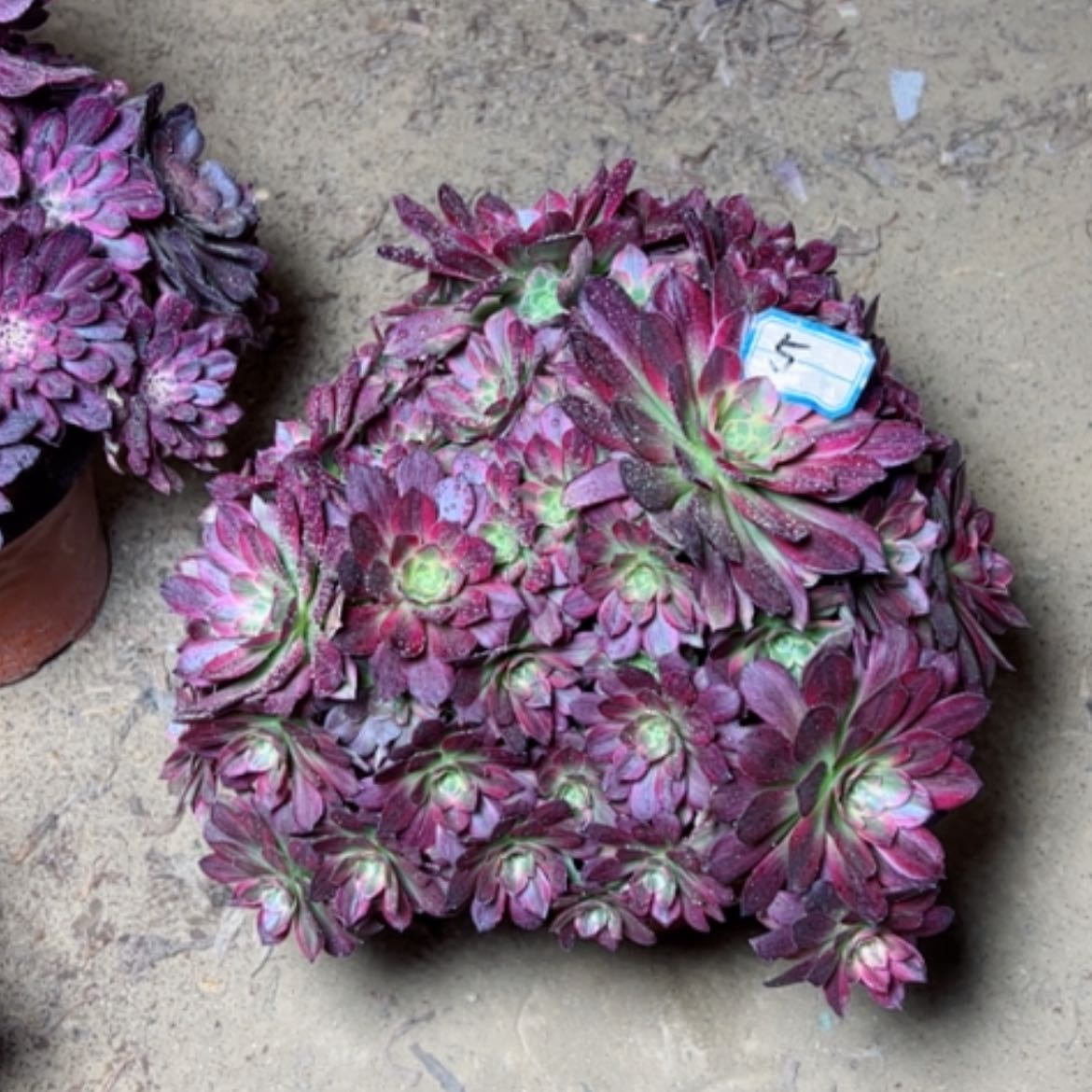 【闪购商品】多肉植物安娜5