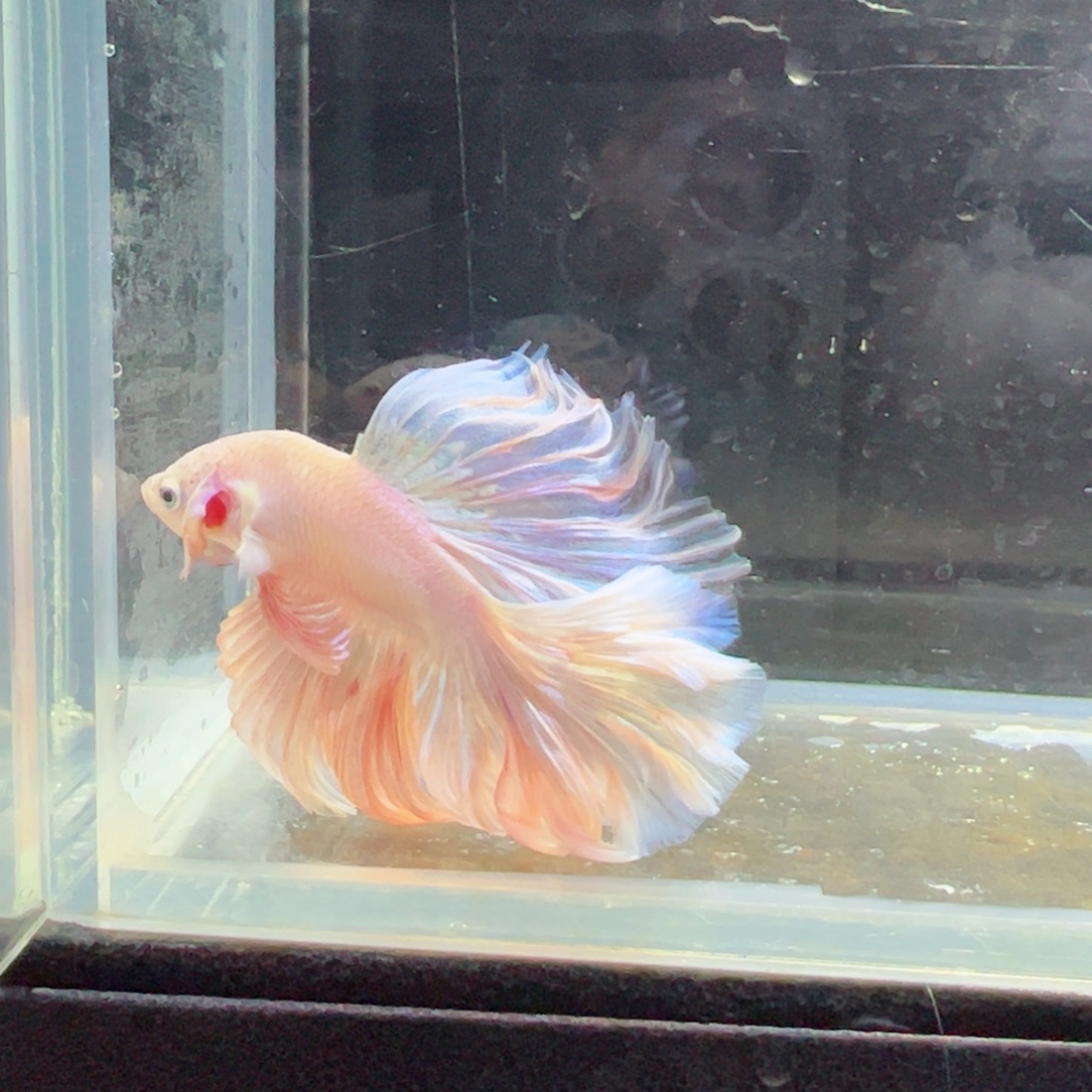 斗鱼浅色特殊尾hhhh