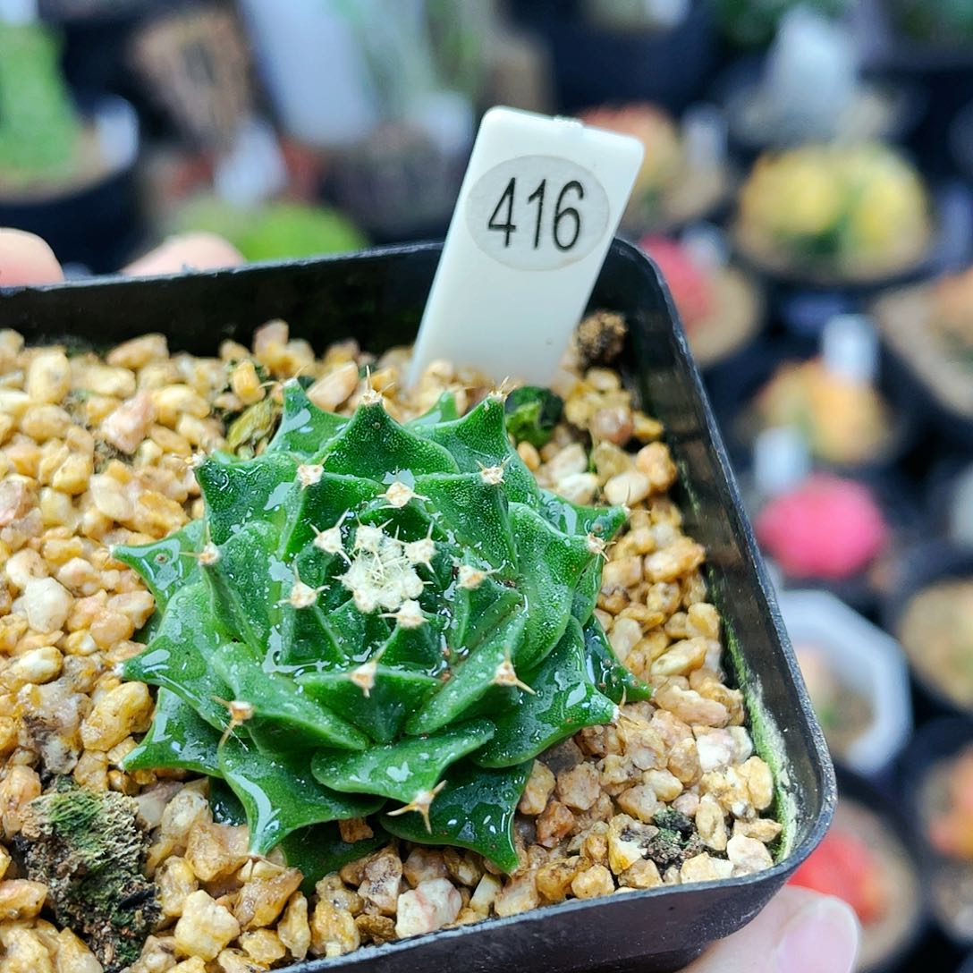 非偏远地区满25包邮仙人球