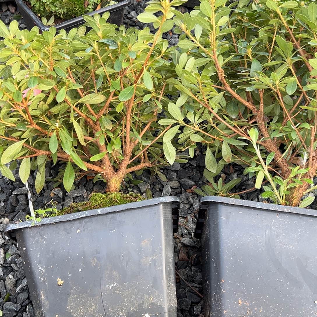 无花朵盆景皋月杜鹃樱戎