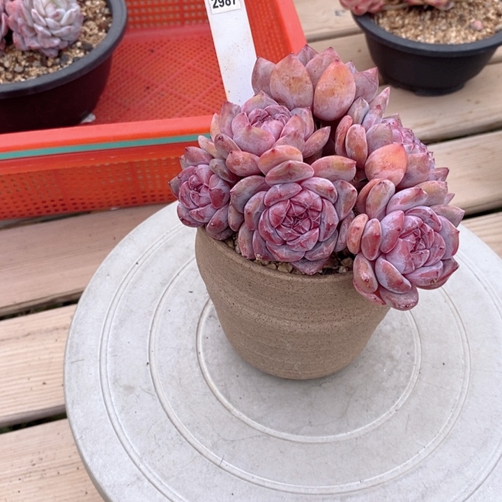 葡****43287多肉一物一拍