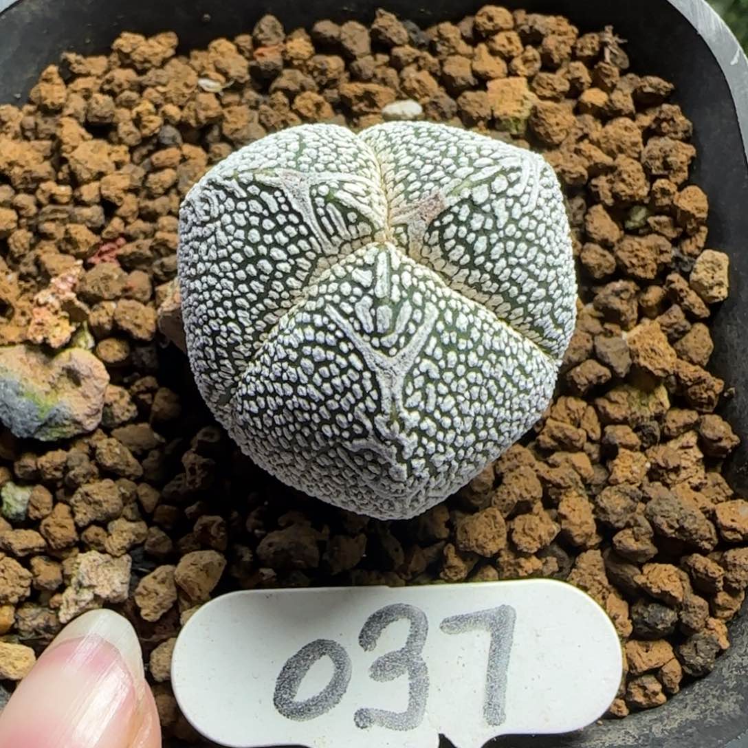 37实生v字恩冢多肉3厘米