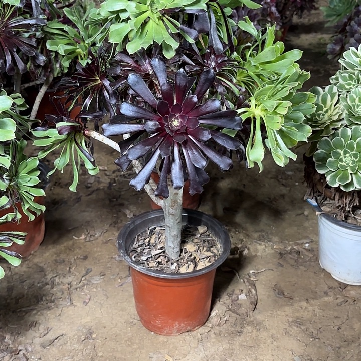 多肉植物水墨丹青18