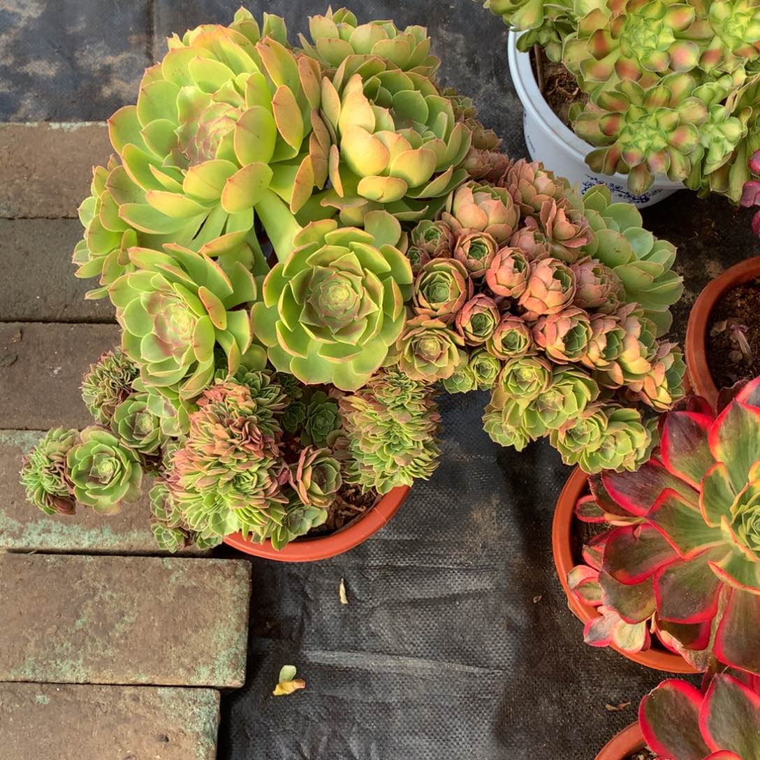 万缀朵朵，多肉植物