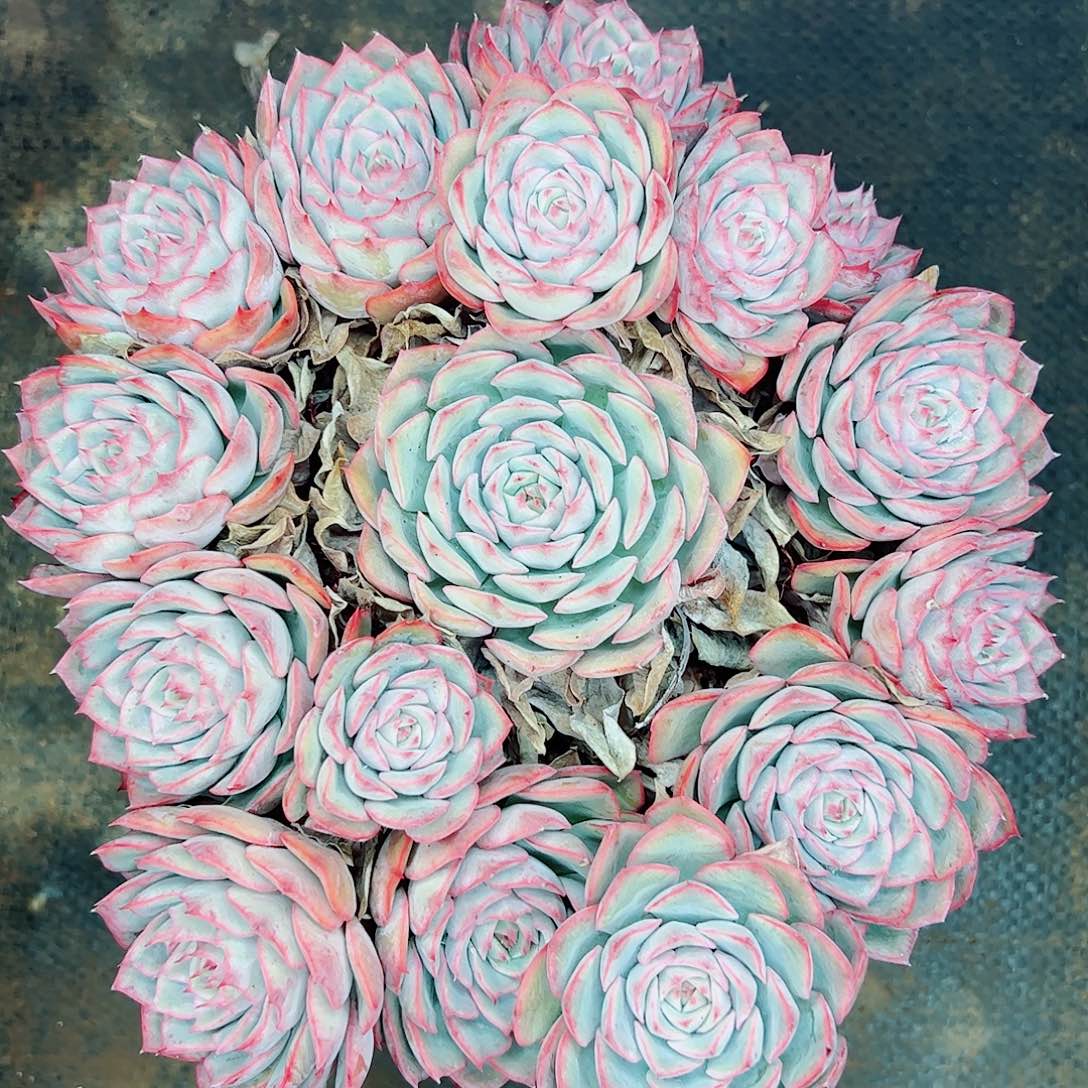 艾格丽亚手捧一物一拍