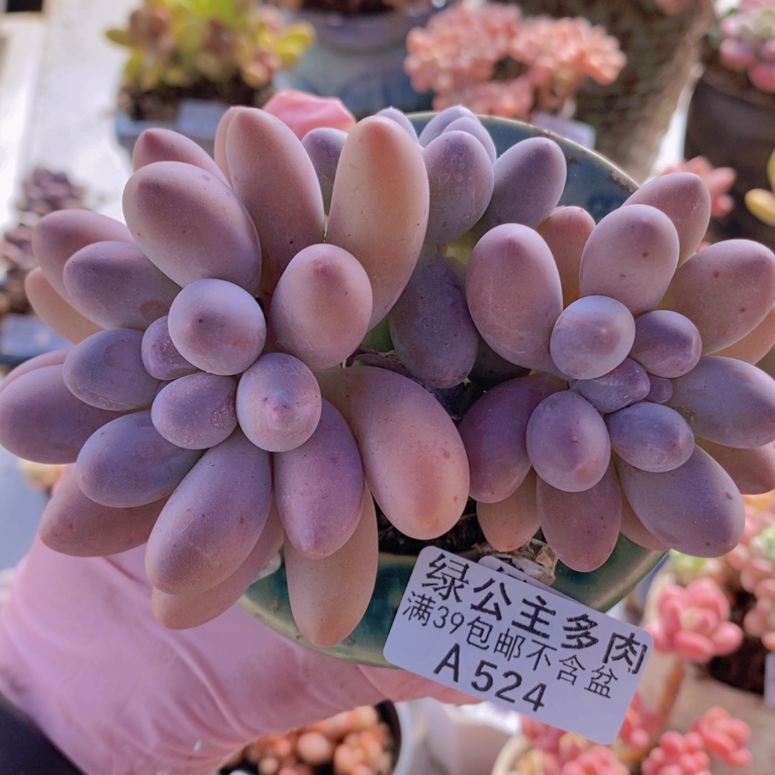 汤圆8cm524多肉植物