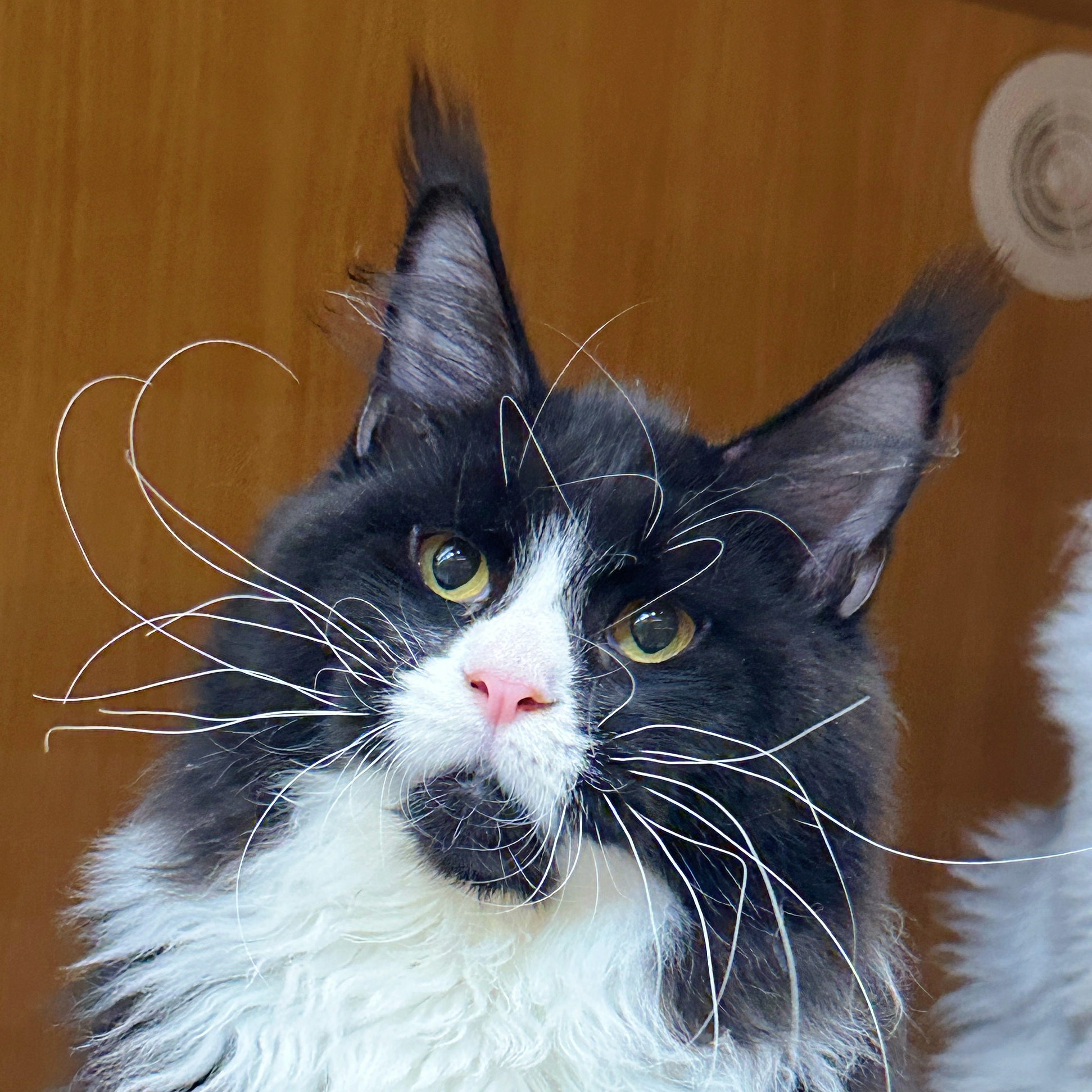 来了姊妹-黑白缅因猫-弟弟-18