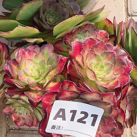 【闪购商品】12345678