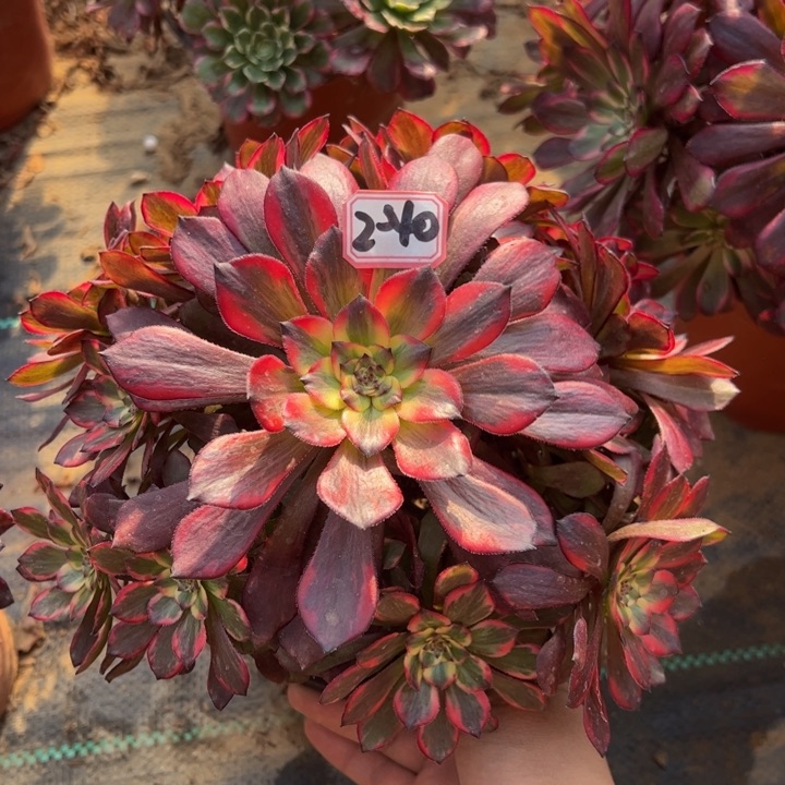 烟花多肉植物2-40