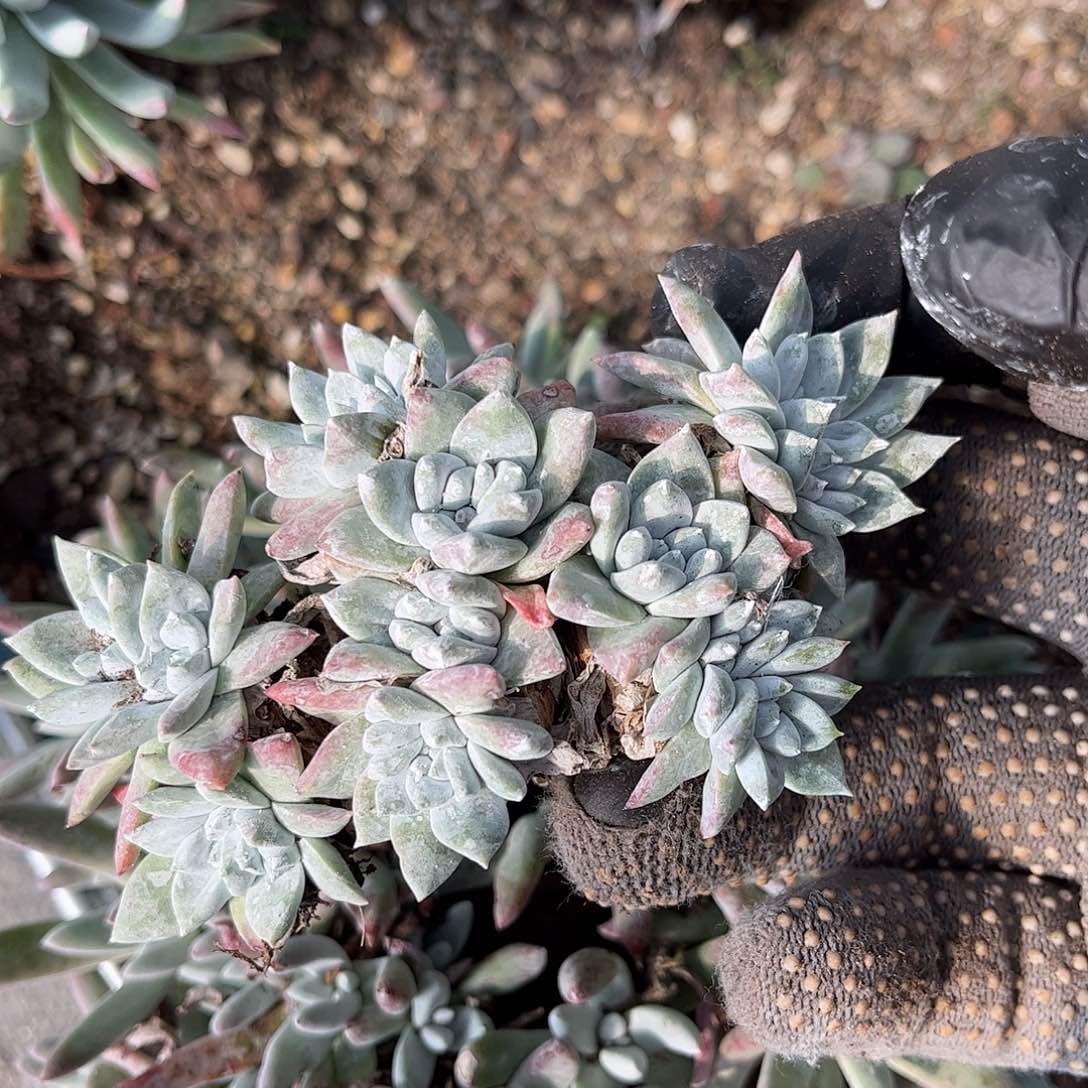 8009刘丹白菊仙女杯多肉