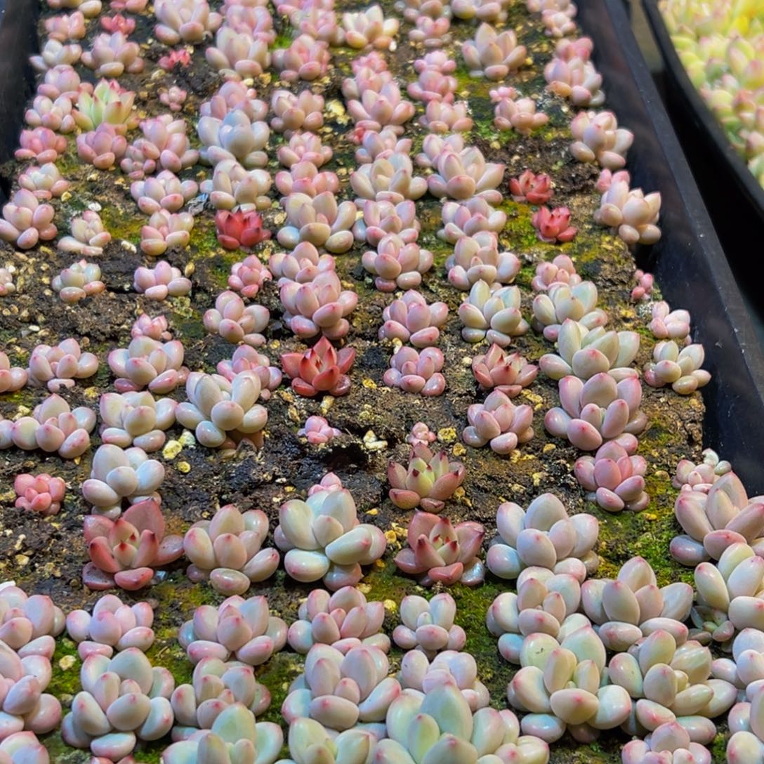 059多肉葡萄的味道是真的