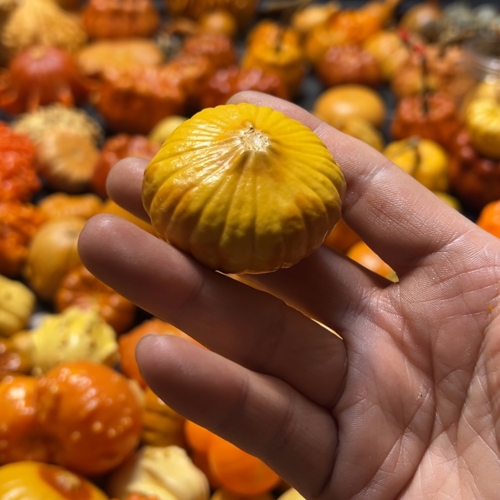 三叶草俏色墨西哥葫芦